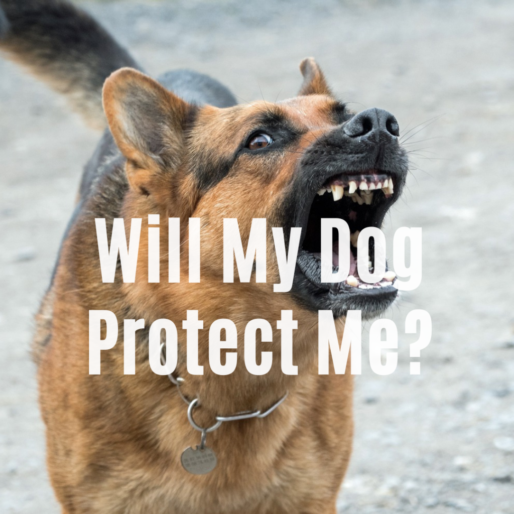 Will My Dog Protect Me? Wild Barkers