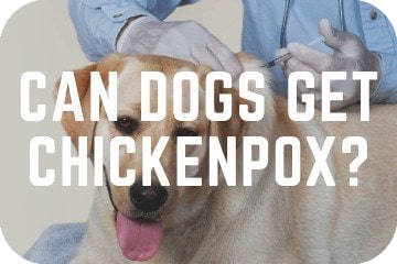 can dogs catch chickenpox
