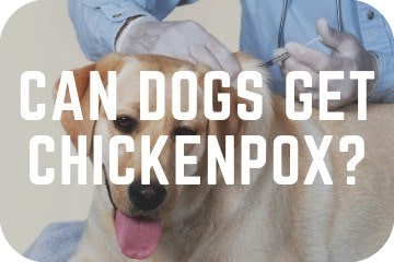 can dogs get chicken pox or shingles from humans