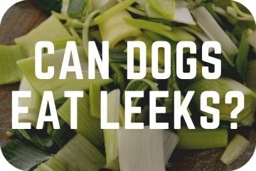 can dogs eat leak