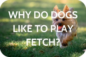 why do dogs like fetch