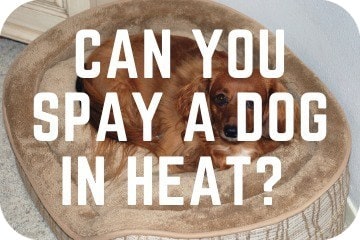 can a dog be spayed during heat cycle