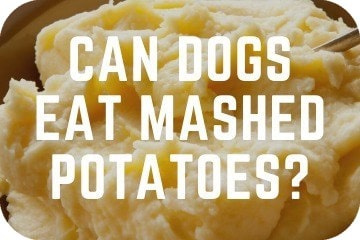 is mashed potato ok for dogs