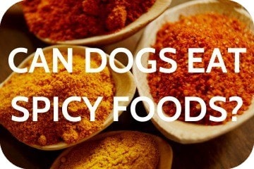 are spicy foods bad for dogs