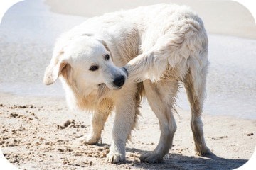 is it bad to make your dog dizzy