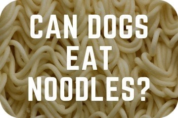 are instant noodles bad for dogs