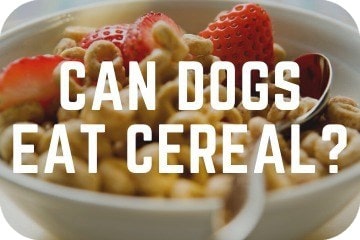 Best cereal outlet for dogs