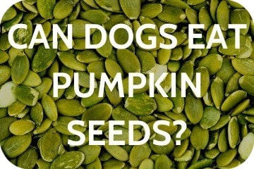 are cooked pumpkin seeds bad for dogs