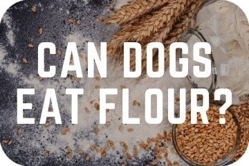 can dogs eat almonds flour