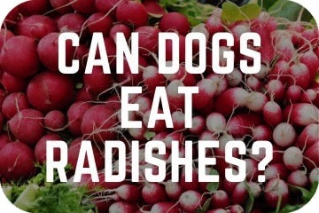 Can Dogs Eat Radishes Safe Or Toxic For Dogs Wild Barkers