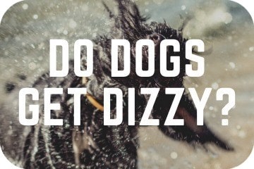 is it bad to make your dog dizzy