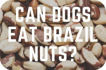 are dogs allowed nuts