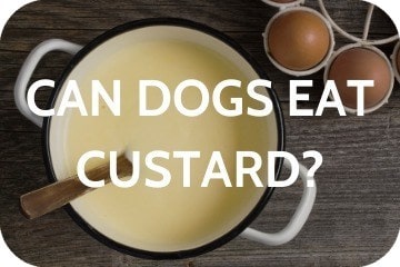 is custard apple good for dogs