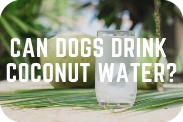 can i give my dog coconut water for dehydration