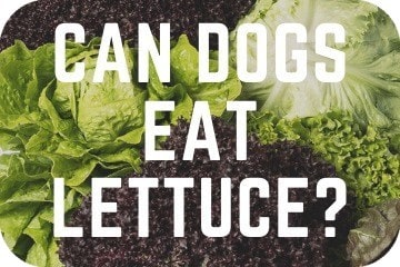 can i feed my dog lettuce