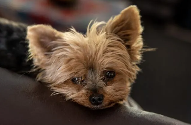 Chocolate parti clearance yorkies for sale